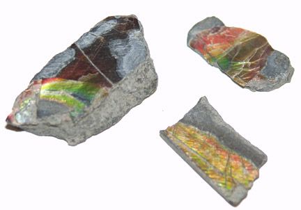 Ammolite Shell Pieces