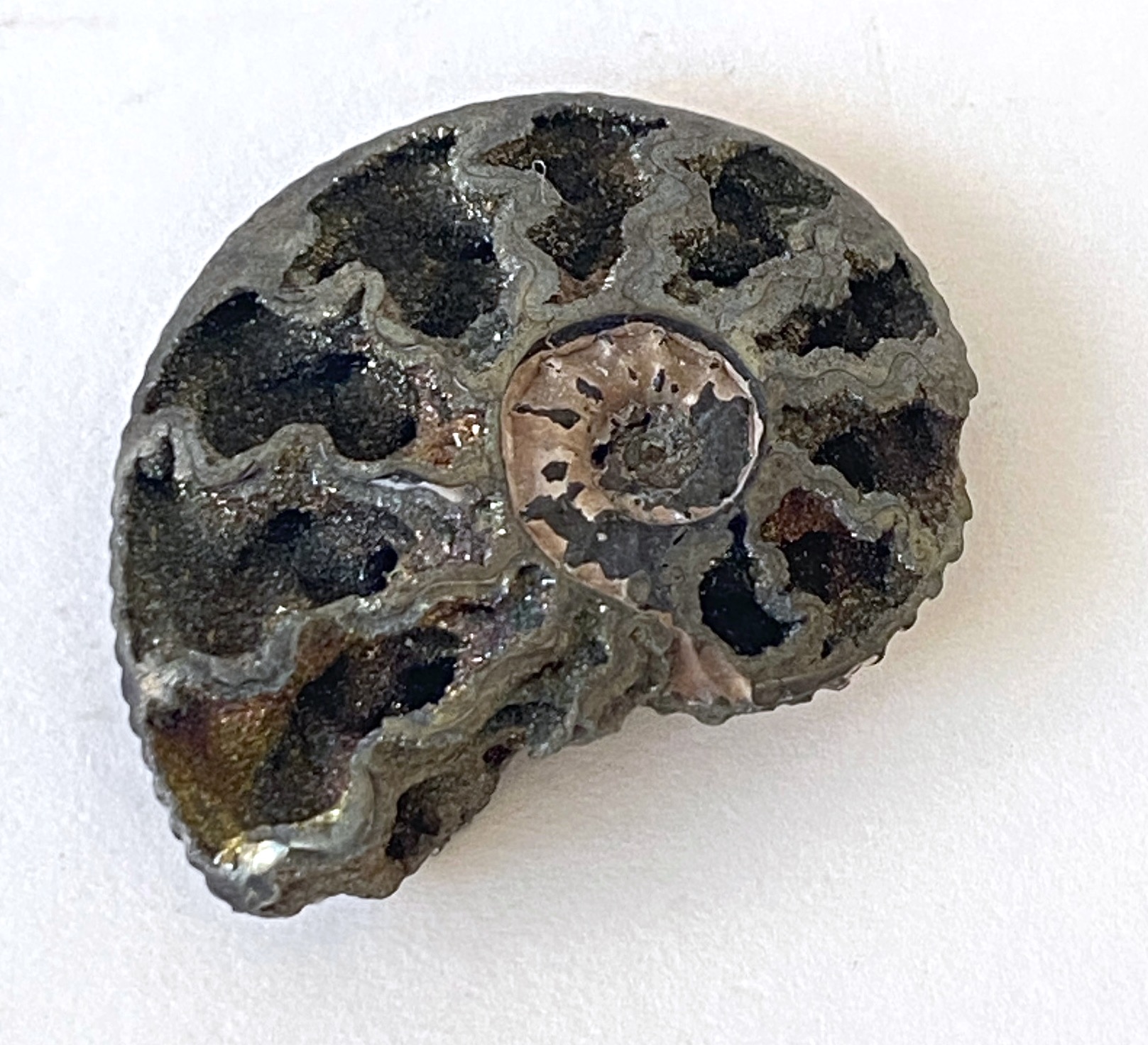Ammonite 01