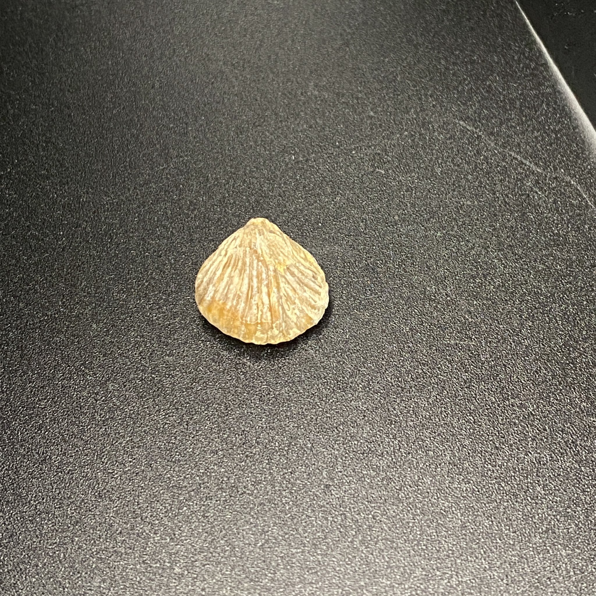 Shell Fossil 06