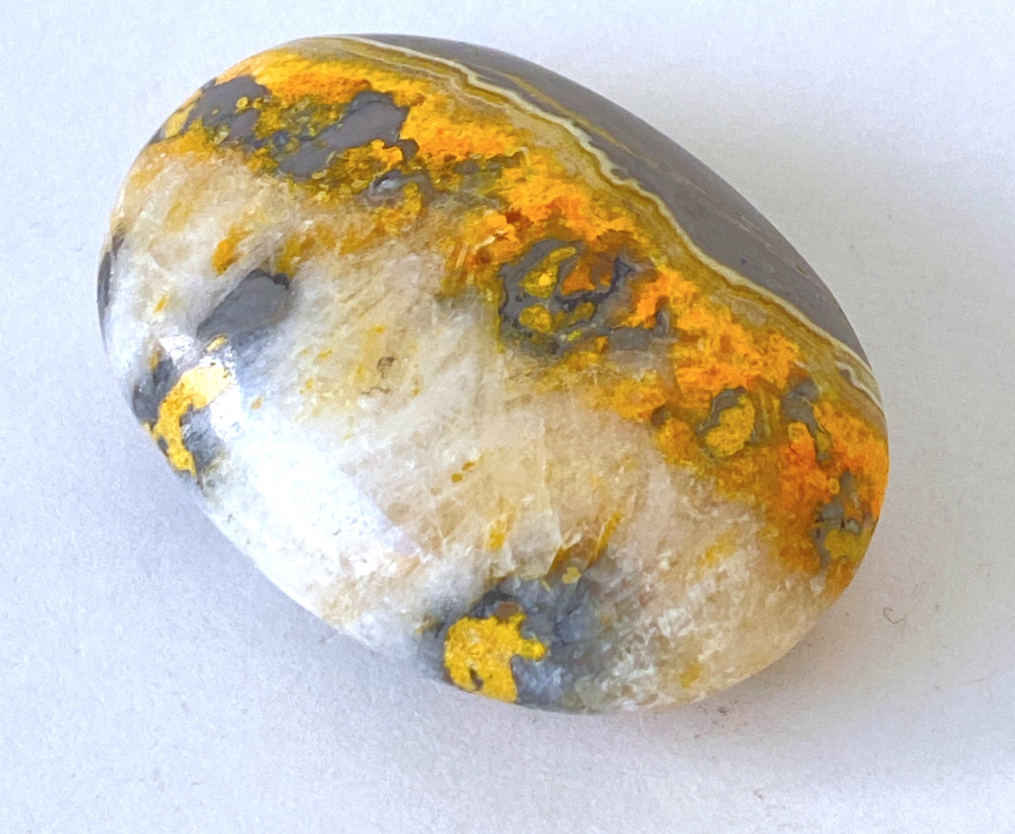 Jasper BumbleBee 01
