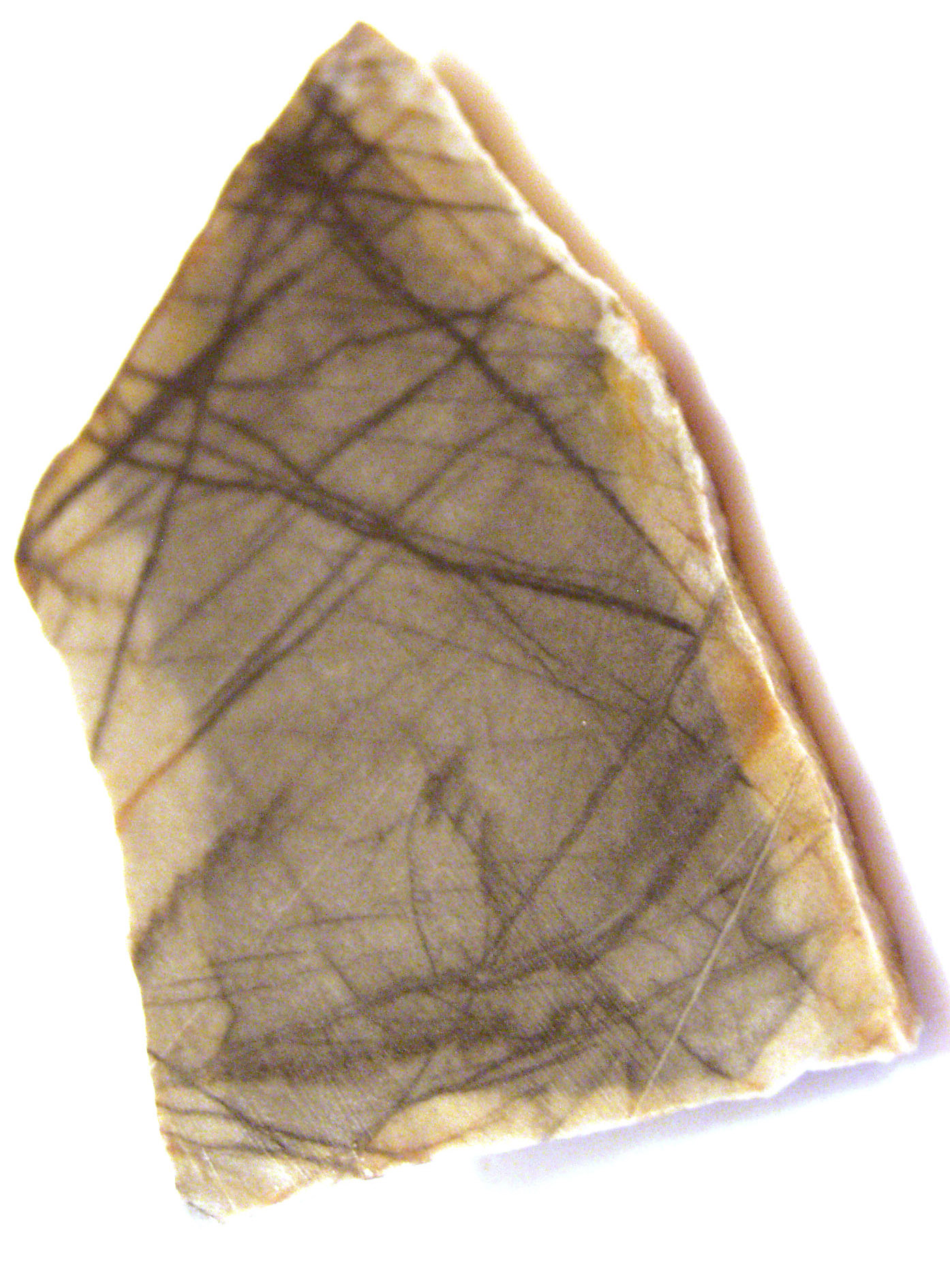 Jasper Picasso 01