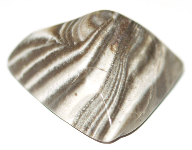 Jasper Zebra 01