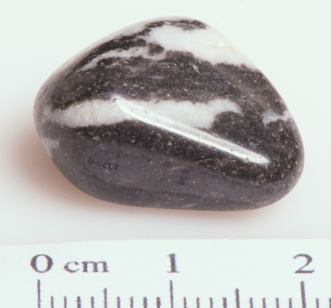 Jasper Zebra 03
