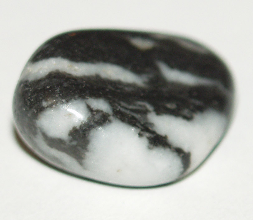 Jasper Zebra 04