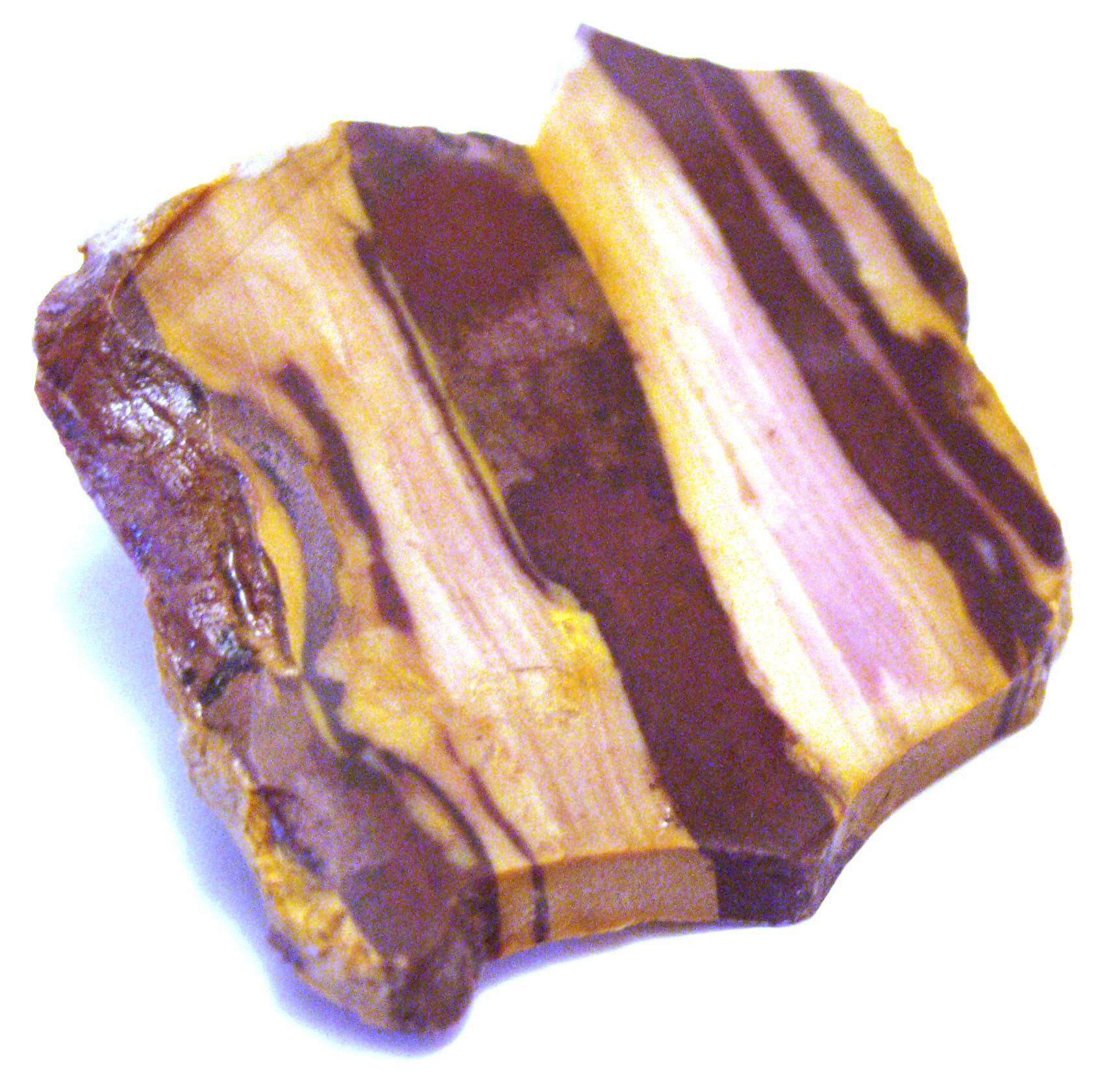 Jasper Zebra 05