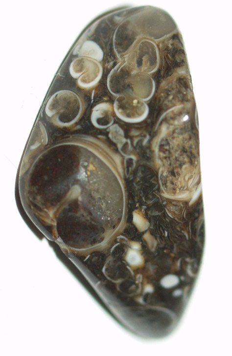 Turritella-Terbialis 02