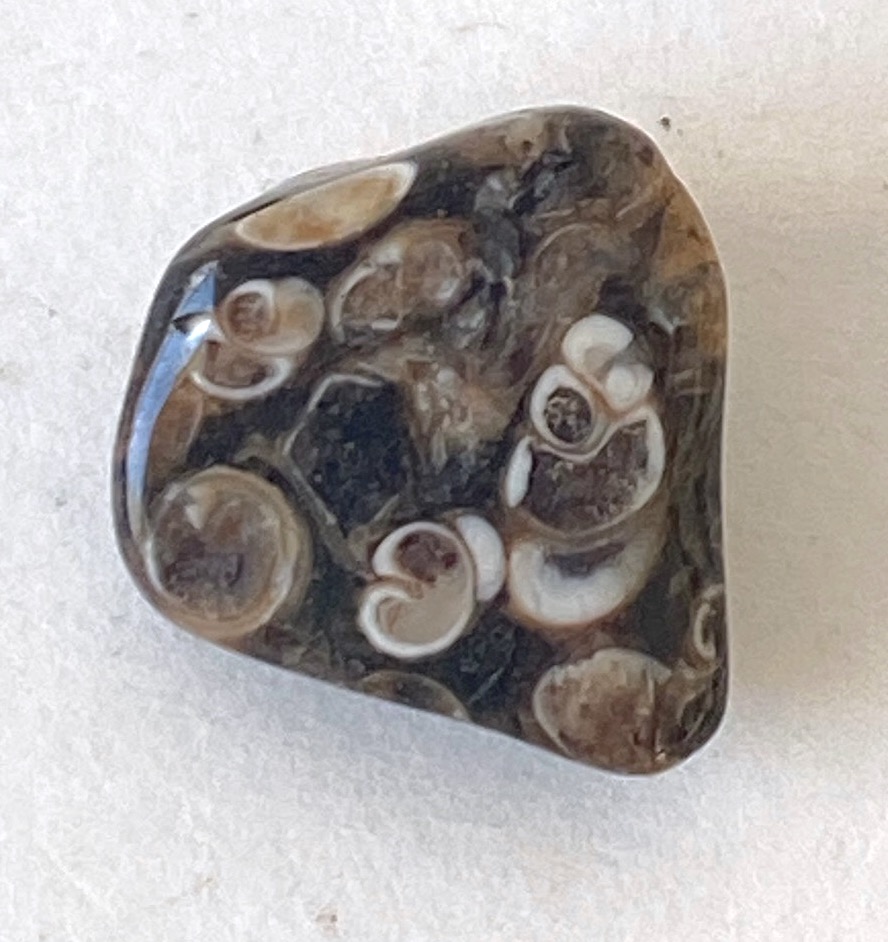 Turritella-Terbialis 04