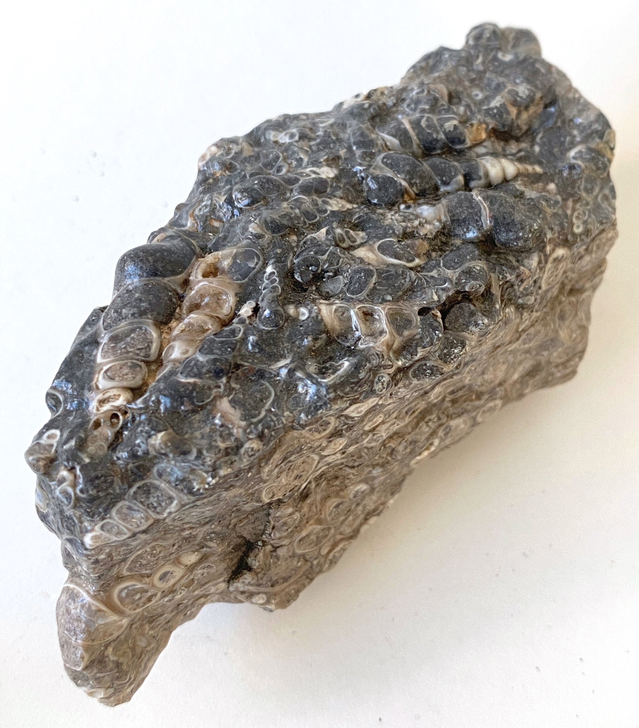 Turritella-Terbialis 05