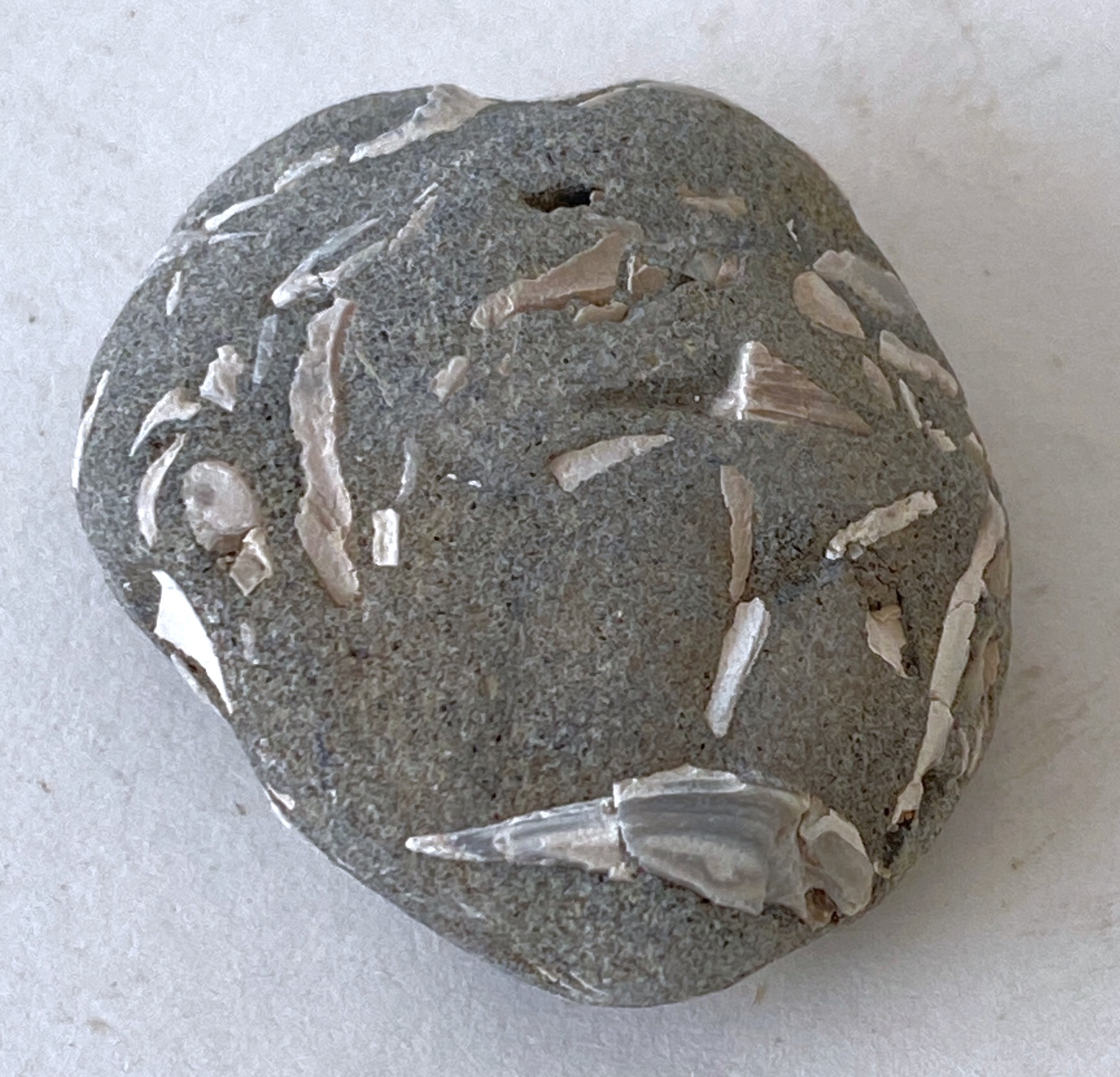 Beach Rock with Shells 03