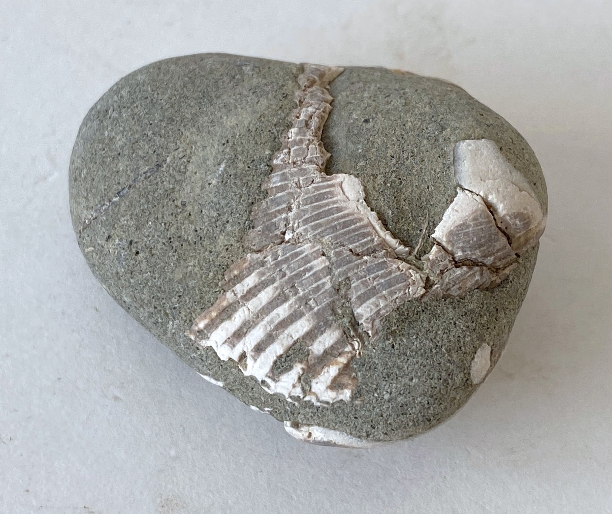 Beach Rock with Shells 06