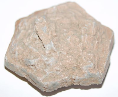 Aragonite Indian Dollar