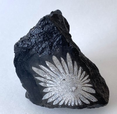 Chrysanthemum Stone