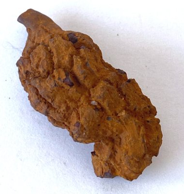 Coprolite