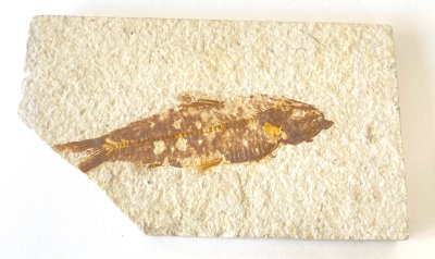 Fish Fossil 02