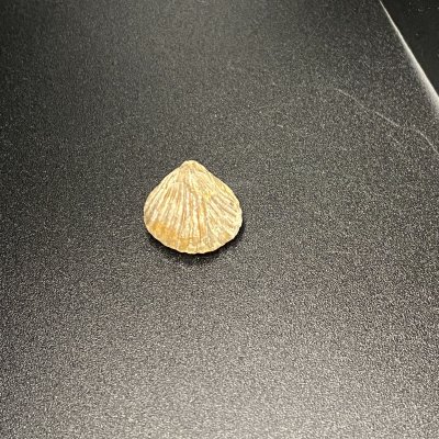 Shell Fossil 06