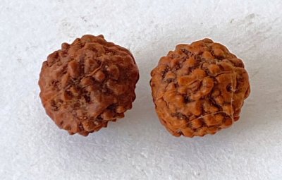 Rudraksha Seeds