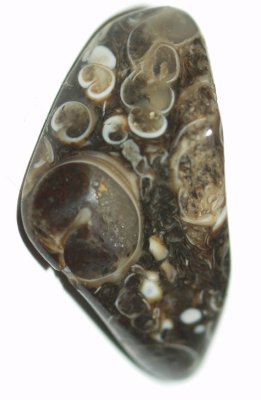 Turritella-Terbialis 02