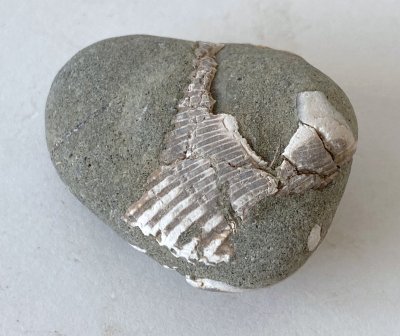 Beach Rock with Shells 06