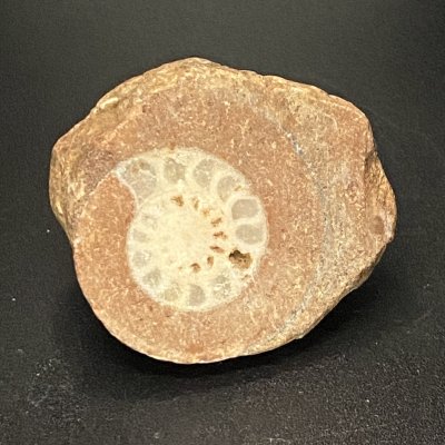 Shell Fossil 09